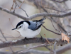 White-breasted Nuthatch